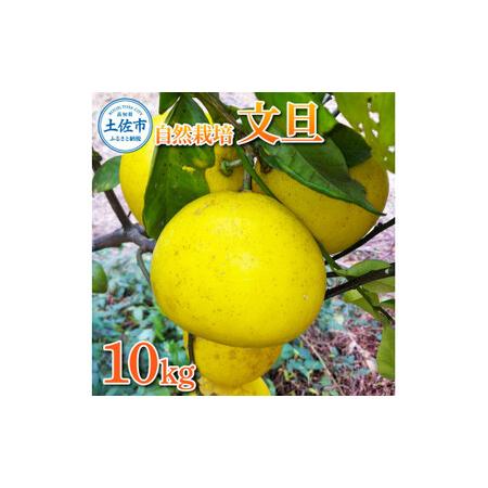 ふるさと納税 自然栽培文旦(L〜3Lサイズ)約10kg 高知県土佐市 [有限会社四万十くじら] [BQBR012] 高知県土佐市