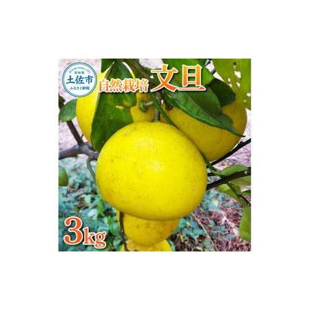 ふるさと納税 自然栽培文旦(L〜3Lサイズ)約3kg 高知県土佐市 [有限会社四万十くじら] [BQBR010] 高知県土佐市