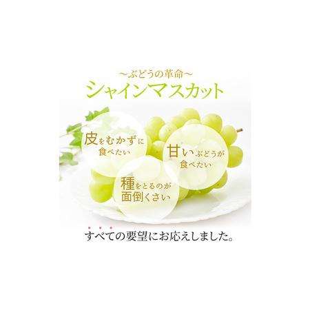 ふるさと納税 ぶどう シャインマスカット晴王 約2kg 2〜5房程度 橋田商店有限会社 先行予約《2026年9月中旬-11月中旬頃出荷》 岡山県 浅口市 岡.. 岡山県浅口市の画像