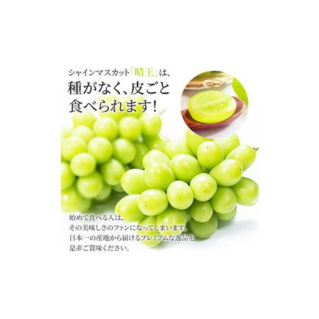 ふるさと納税 ぶどう シャインマスカット晴王 約2kg 2〜5房程度 橋田商店有限会社 先行予約《2026年9月中旬-11月中旬頃出荷》 岡山県 浅口市 岡.. 岡山県浅口市の画像