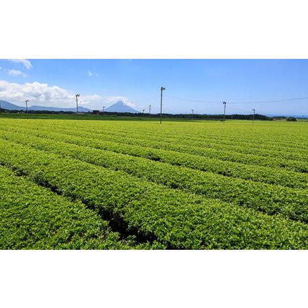 ふるさと納税 C3-22118／【5回定期】財宝のおいしい お茶 500ml×24本 鹿児島県垂水市の画像