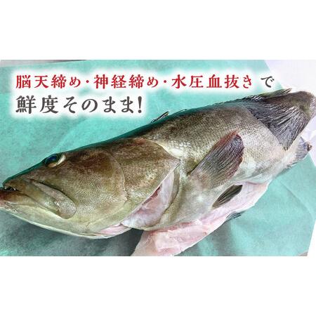 ふるさと納税 【1週間以内発送】対馬産クエ 丸ごと1匹 2.3kg以上！[WCN005]直送 新鮮 マルモン 鍋 くえ アラ  スピード発送 最速発送 最短発送 長崎県対馬市の画像