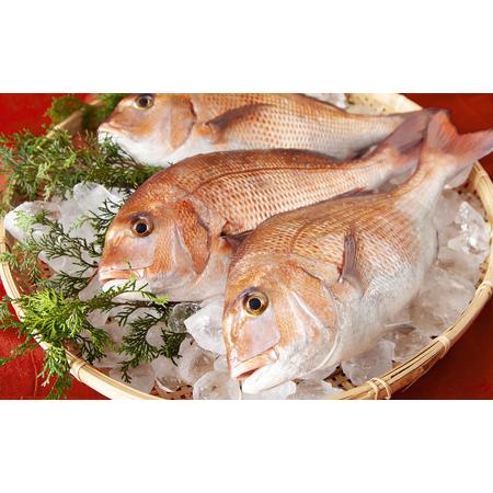 ふるさと納税 鯛めっころ （2個セット） 新鮮 鯛 約６匹分の 鯛の目 たっぷり の 頬肉 コラーゲン 豊富 で 美味しい ！ 手土産 ギフト プレゼン.. 三重県尾鷲市_4