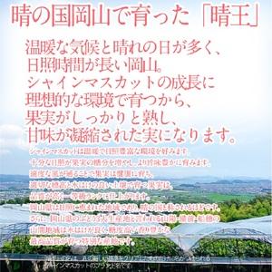 ふるさと納税 【2026年 予約受付中】 シャインマスカット 晴王 約2.4kg(3〜5房) 9月〜10月出荷/ 岡山県産 種無し 皮ごと食べる みずみずしい .. 岡山県瀬戸内市_1