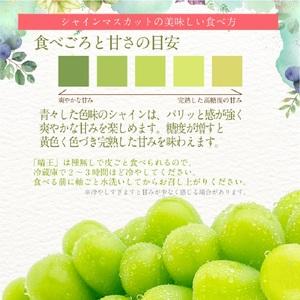ふるさと納税 【2026年 予約受付中】 シャインマスカット 晴王 約2.4kg(3〜5房) 9月〜10月出荷/ 岡山県産 種無し 皮ごと食べる みずみずしい .. 岡山県瀬戸内市_2