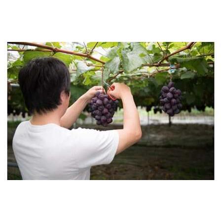 ふるさと納税 【2026年発送☆先行予約】たっぷり4キロ 富士の輝き（4-7