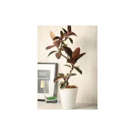 ふるさと納税 フィカスルビー（ゴムの木）曲げ仕立て 観葉植物 人気 