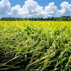 ふるさと納税 【定期便 2ヶ月】食べチョク金賞受賞 白米 精米 あきた栗山 大谷米 あきたこまち 9kg 2回 計18kg オータニファーム 令和7年産 秋田.. 秋田県能代市