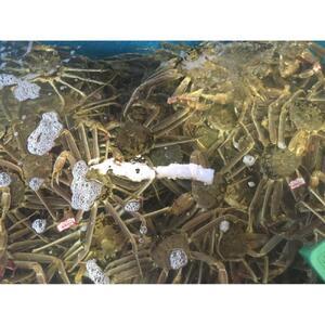 ふるさと納税 【魚倉】タグ付き生松葉ガニ(大800ｇ) 鳥取県三朝町_4