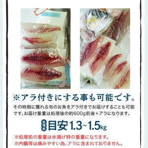 ふるさと納税 S121-T02_【隔月 6回お届け】天草天然鮮魚を直送 お刺身用柵定期便 熊本県天草市の画像