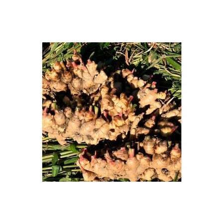 ふるさと納税 健康長寿の秘訣 大地の土付き生姜3kg 国産 生ショウガ しょうが ショウガ ジンジャー ジンジャーエール ショウガシロップ 生姜焼き.. 高知県土佐市_2