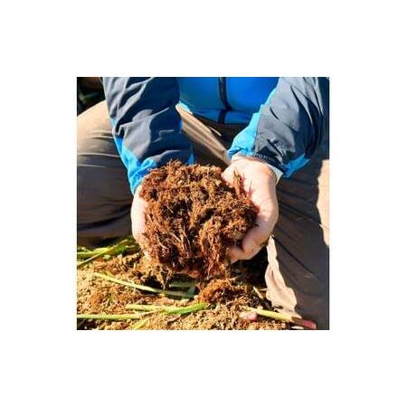 ふるさと納税 健康長寿の秘訣 大地の土付き生姜3kg 国産 生ショウガ しょうが ショウガ ジンジャー ジンジャーエール ショウガシロップ 生姜焼き.. 高知県土佐市_3