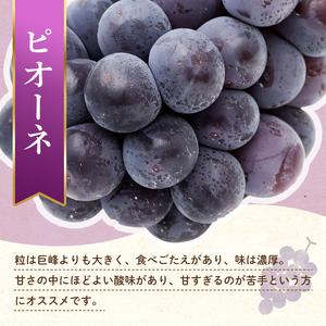 ふるさと納税 【フルーツ定期便 3回】 《ピオーネからスタート》 Bセット ピオーネ 約1.2kg さぬきゴールド 約2.7kg デコポン 約5kg ぶどう キウ.. 香川県琴平町_1