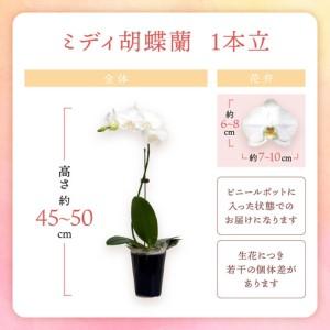 ふるさと納税 ミディ胡蝶蘭 1本立 半年間 3回 隔月定期便【配送不可地域：北海道・沖縄・離島】【008C-013】 大阪府泉南市の画像