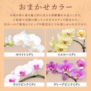 ふるさと納税 ミディ胡蝶蘭 1本立 半年間 3回 隔月定期便【配送不可地域：北海道・沖縄・離島】【008C-013】 大阪府泉南市の画像