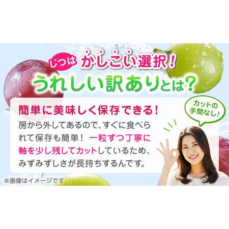 ふるさと納税 【先行予約】【3回定期便】 訳あり 毎月1種類ずつお届け！ 紅白ぶどう2種 食べ比べ 切り落とし 約700g  【合同会社 社方園】[ZBZ05.. 熊本県山鹿市の画像