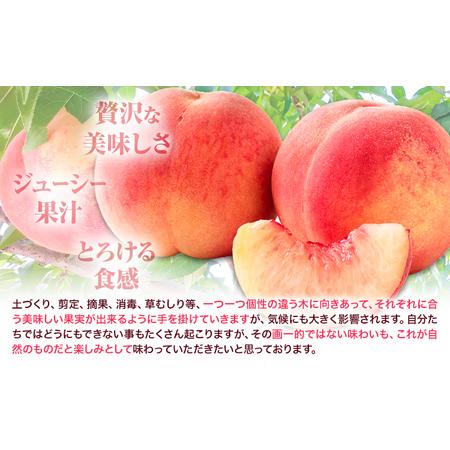 ふるさと納税 桃 かつらぎ町産 約 1kg 紀農人株式会社《2026年6月上旬-8月中旬頃出荷》 和歌山県 日高川町 果物 フルーツ 桃 もも モモ 旬 和歌山県日高川町の画像