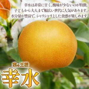 ふるさと納税 【2026年先行予約】幸水 梨 5kg【栃木県共通返礼品】P0 栃木県 下野市 栃木県下野市_1