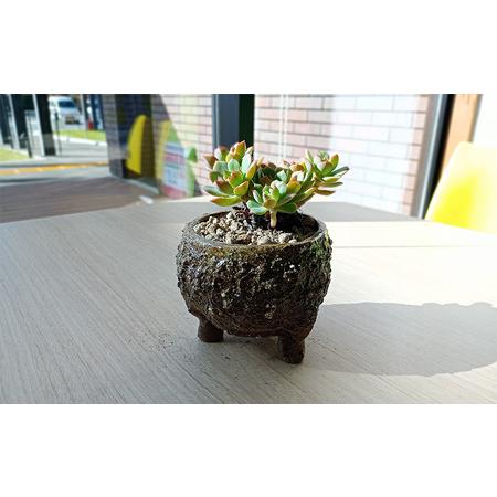 ふるさと納税 眞名焼 サボテン鉢 小＋大サイズ　｜鳥取 岩美 鉢 丸型 角型【71015】 鳥取県岩美町_3