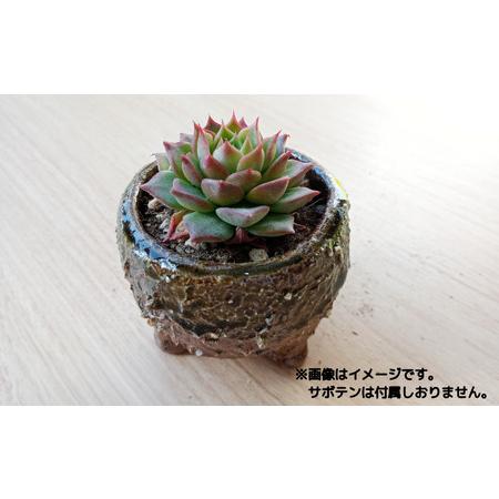 ふるさと納税 眞名焼 サボテン鉢 小＋特大サイズ　｜鳥取 岩美 鉢 丸型 角型【71016】 鳥取県岩美町_2