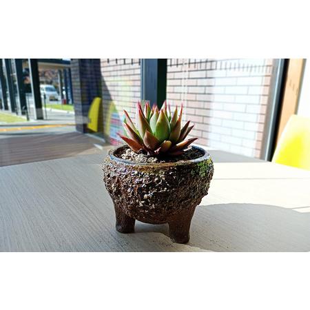 ふるさと納税 眞名焼 サボテン鉢 小＋特大サイズ　｜鳥取 岩美 鉢 丸型 角型【71016】 鳥取県岩美町_3