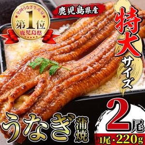 ふるさと納税 鹿児島県産 うなぎ蒲焼 特大 サイズ 2尾 (約220g×2・計約440g) [薩摩川内鰻] i1078-A 鹿児島県出水市