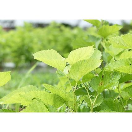 ふるさと納税 桑ほうじ茶セット50g×５ 更木桑茶 ノンカフェイン ミネラル豊富 お茶 健康茶 きたかみ さらき 国産 カフェインフリー カフェ.. 岩手県北上市_4