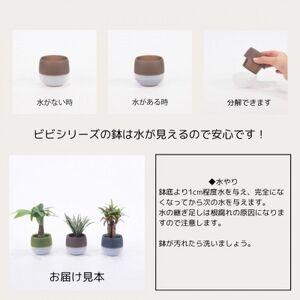 ふるさと納税 キュートビビアースカラー3個セット 愛知県岡崎市