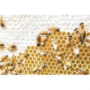 ふるさと納税 茨城県産 国産 天然生はちみつ 田舎はちみつスティック セット 2.5g×12本×7種類_調味料 はちみつ  ハチミツ 蜂蜜_【配送不可地.. 茨城県の画像
