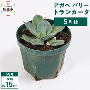 ふるさと納税 アガベ パリー トランカータ 5号鉢 三重県鈴鹿市