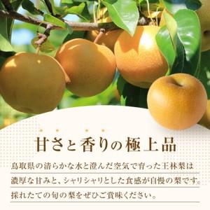 ふるさと納税 王秋梨 10kg（ＪＡ） ※2026年10月下旬〜11月下旬頃に順次発送予定  【梨 なし 果物 フルーツ くだもの 鳥取県産 北栄町 おすすめ.. 鳥取県北栄町の画像