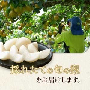 ふるさと納税 王秋梨 10kg（ＪＡ） ※2026年10月下旬〜11月下旬頃に順次発送予定  【梨 なし 果物 フルーツ くだもの 鳥取県産 北栄町 おすすめ.. 鳥取県北栄町の画像