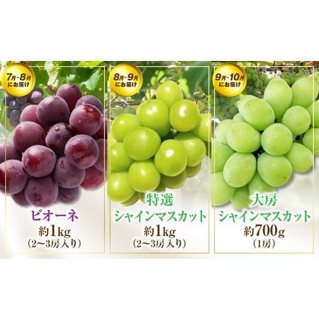 ふるさと納税 さぬき旬のフルーツ大満足　12回定期便|定期便 キウイ いちご 女峰 みかん 不知火 さぬきひめ デコポン びわ なつたより ぶどう ピ.. 香川県三木町_3
