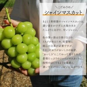 ふるさと納税 【発送月固定定期便】シャインマスカット(3-5房)を楽しむ満足便!3便計6.0kg〜(岡山産)全3回【配送不可地域：離島】【4065364】 岡山県津山市_2