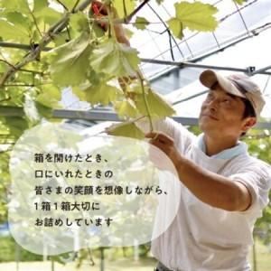 ふるさと納税 【発送月固定定期便】シャインマスカット(3-5房)を楽しむ満足便!3便計6.0kg〜(岡山産)全3回【配送不可地域：離島】【4065364】 岡山県津山市_3