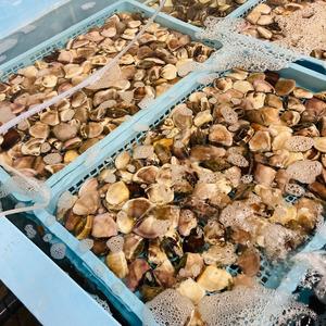 ふるさと納税 冷凍ハマグリ 約2kg はまぐり 蛤 千葉県旭市_4