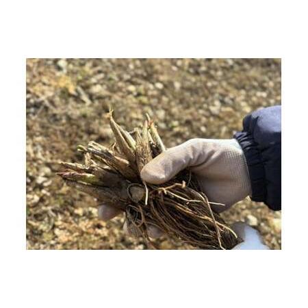 ふるさと納税 行者にんにく 苗根 20本（4年〜5年物） ｜ にんにく