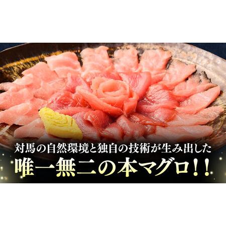 ふるさと納税 【全3回定期便】対馬産 本マグロ 500g（赤身300g、中トロ200g） トロの華 対馬 新鮮 マグロ トロ 鮪 刺身 [WAQ044] 長崎県対馬市の画像