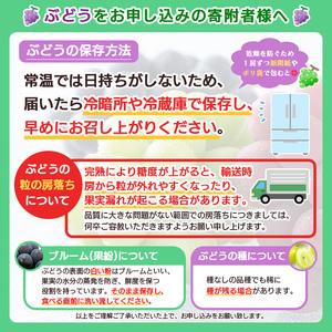 ふるさと納税 【定期便3回】☆フルーツ王国山形☆白桃・シャインマスカット・ラフランス FZ26-809 山形県山形市の画像