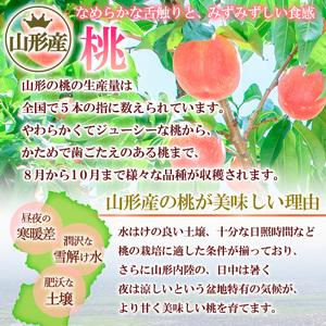ふるさと納税 ☆フルーツ王国山形☆ 白桃 秀品 2kg [やわらかくなる桃] 8月お届け  FZ26-810 山形県山形市の画像
