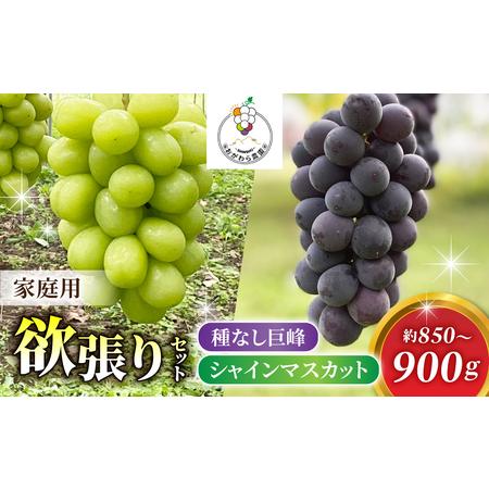 ふるさと納税 2026年先行受付[おがわら農園]家庭用欲張りセット!(シャインマスカット1〜2房・種無し巨峰1〜2房)約850〜900g※2026年9月上旬.. 長野県東御市