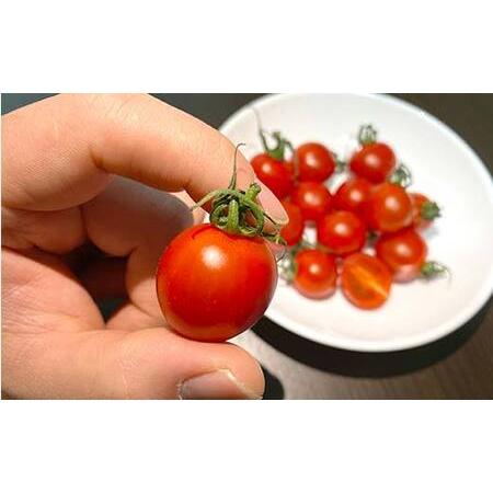 ふるさと納税 プチっと甘みがはじける！とにかく美味しい フルーツミニトマト 800g おやつやビールのおつまみにも！ F6U-143 福島県矢吹町_1