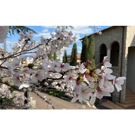 ふるさと納税 ル・ベンケイ【国産純粋はちみつ】百花蜜 500g 国産 純粋 非加熱 食品添加物 無添加 国産はちみつ 純粋はちみつ 無添加はちみ.. 奈良県大和郡山市の画像