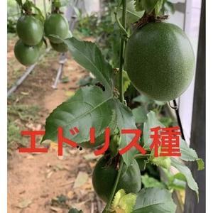 ふるさと納税 【トロ】 【0960-3】パッションフルーツ（家庭用　11個）《先行予約》6月上旬から順次発送予定 和歌山県御坊市