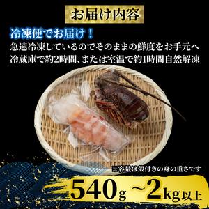 ふるさと納税 【 伊勢海老 】 伊勢海老刺身用630g 高知県須崎市_4