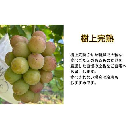 ふるさと納税 訳あり 悟紅玉  旧ゴルビー 2房 合計800g以上 産地直送 朝採れ ぶどう 葡萄 岡山 Kawahara Green Farm 岡山県産 2026年 先行予約 岡山県瀬戸内市_1