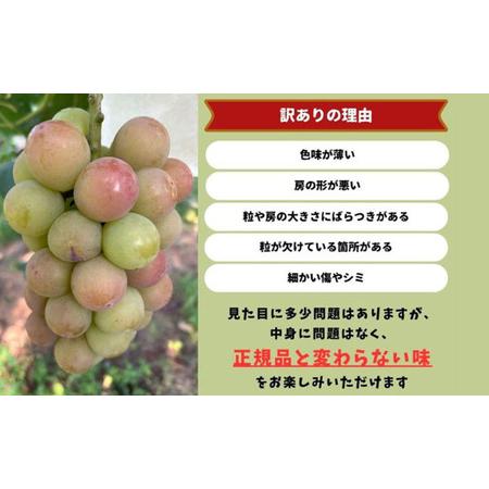 ふるさと納税 訳あり 悟紅玉  旧ゴルビー 2房 合計800g以上 産地直送 朝採れ ぶどう 葡萄 岡山 Kawahara Green Farm 岡山県産 2026年 先行予約 岡山県瀬戸内市_2