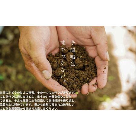 ふるさと納税 訳あり 悟紅玉  旧ゴルビー 2房 合計800g以上 産地直送 朝採れ ぶどう 葡萄 岡山 Kawahara Green Farm 岡山県産 2026年 先行予約 岡山県瀬戸内市_4