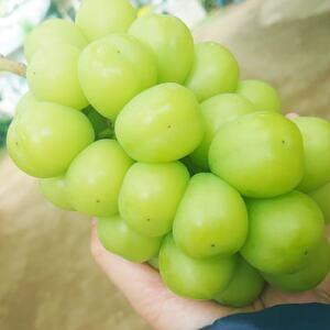 ⚠️クール便 特選シャインマスカット 化粧箱入り②箱 山梨市 シャイン