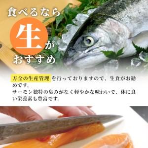 ふるさと納税 国産サーモン 生食可 無添加 絹姫サーモン カット 400g（100g×４) スペシャルトラウトサーモン 冷凍フィーレトラウトサーモン.. 愛知県設楽町_3